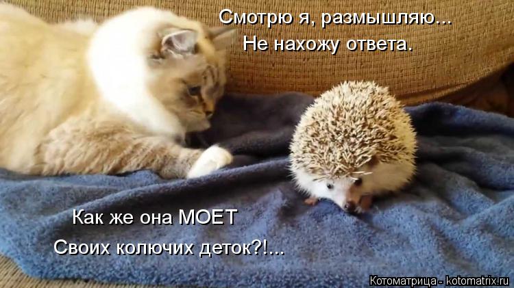 Котоматрица: Смотрю я, размышляю... Не нахожу ответа. Как же она МОЕТ Своих колючих деток?!...