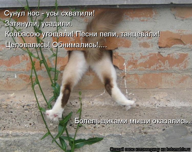 Котоматрица: Сунул нос - усы схватили! Затянули, усадили. Колбасою угощали! Песни пели, танцевали! Целовались! Обнимались!.... Болельщиками мыши оказались.