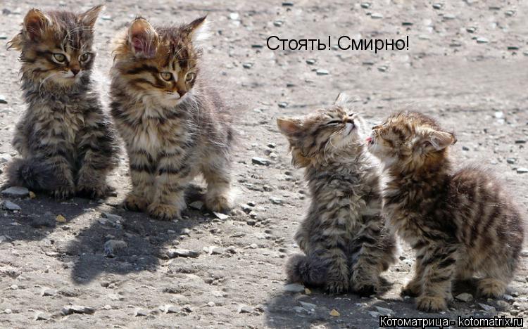 Котоматрица: Стоять! Смирно!
