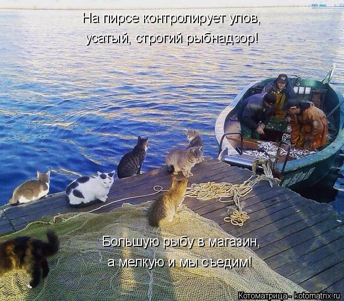 Котоматрица: На пирсе контролирует улов, усатый, строгий рыбнадзор! Большую рыбу в магазин, а мелкую и мы съедим!