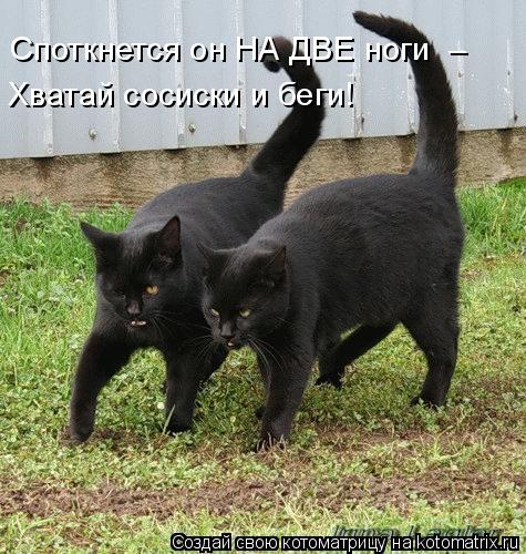 Котоматрица: Хватай сосиски и беги! Споткнется он НА ДВЕ ноги  –