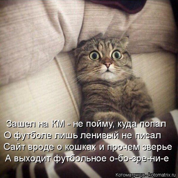 Котоматрица: Зашел на КМ - не пойму, куда попал О футболе лишь ленивый не писал Сайт вроде о кошках и прочем зверье А выходит футбольное о-бо-зре-ни-е