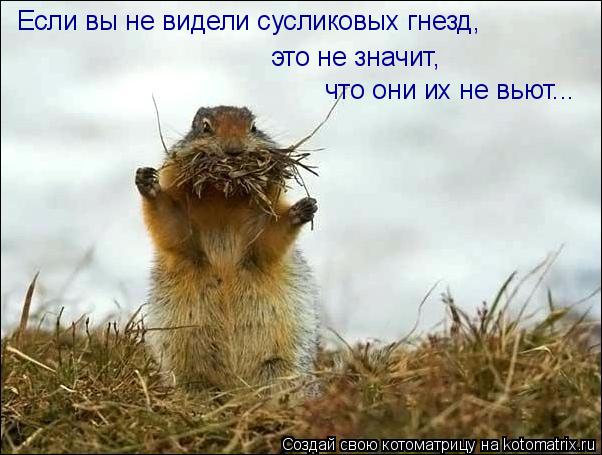 Котоматрица: Если вы не видели сусликовых гнезд, это не значит,  что они их не вьют...