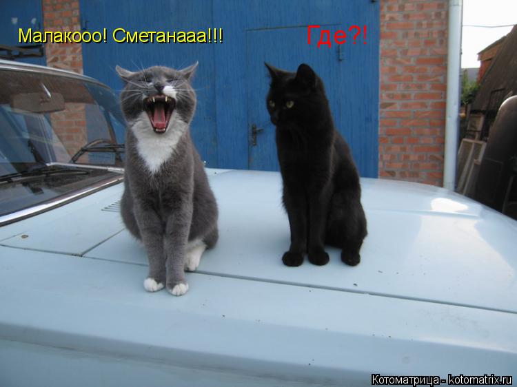 Котоматрица: Малакооо! Сметанааа!!! Где?!