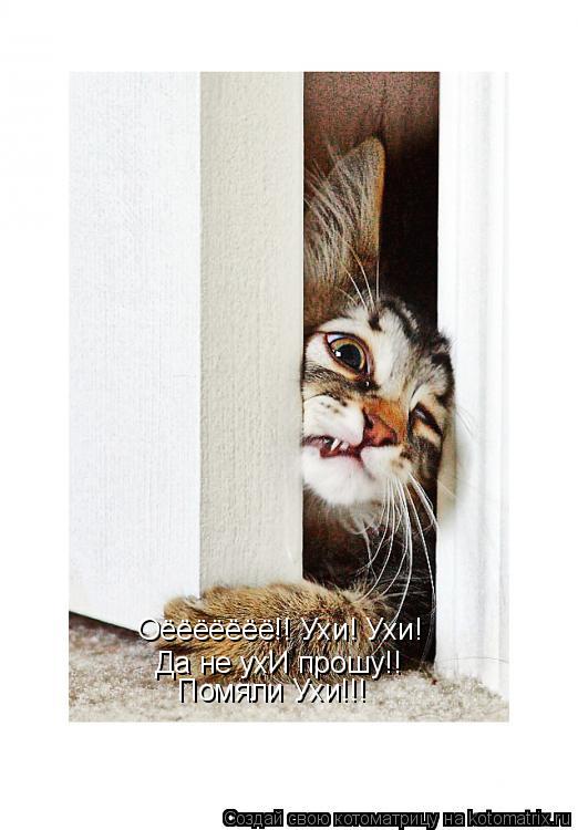 Котоматрица: Оёёёёёёё!! Ухи! Ухи! Да не ухИ прошу!! Помяли Ухи!!!
