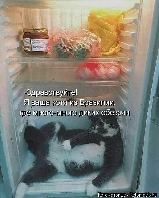 Котоматрица: -Здравствуйте! Я ваша котя из Бразилии, где много-много диких обеззян...