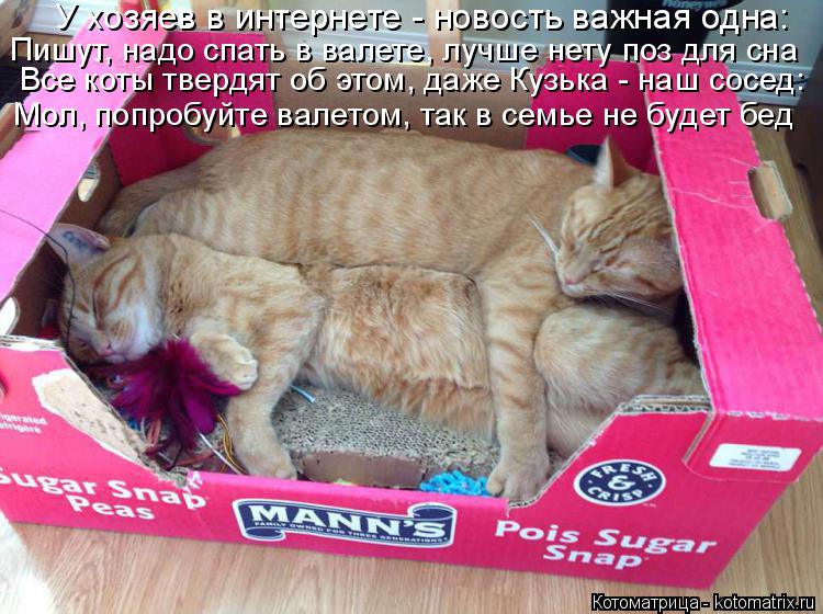Котоматрица: Все коты твердят об этом, даже Кузька - наш сосед: У хозяев в интернете - новость важная одна: Мол, попробуйте валетом, так в семье не будет бед