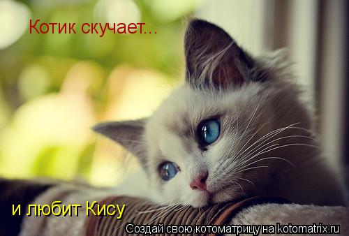 Котик скучает... и любит Кису... Котоматрица: Котик скучает... и любит Кису