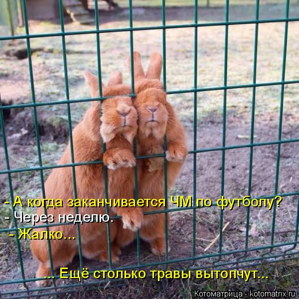 - А когда заканчивается ЧМ по футболу? - Через неделю. - Жалко... ... Ещё столько травы вытопчут...... Котоматрица: - А когда заканчивается ЧМ по футболу? - Через неделю. - Жалко... ... Ещё столько травы вытопчут...