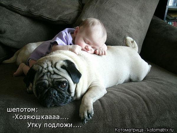 Котоматрица: шепотом: -Хозяюшкаааа.... Утку подложи....