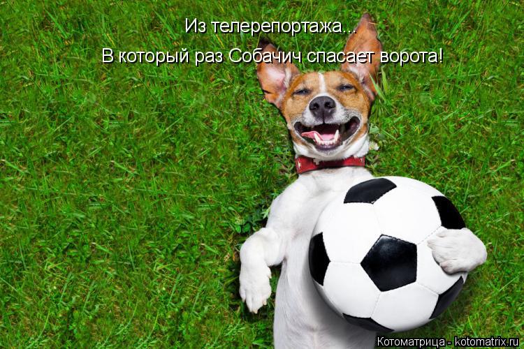 Котоматрица: В который раз Собачич спасает ворота! Из телерепортажа...