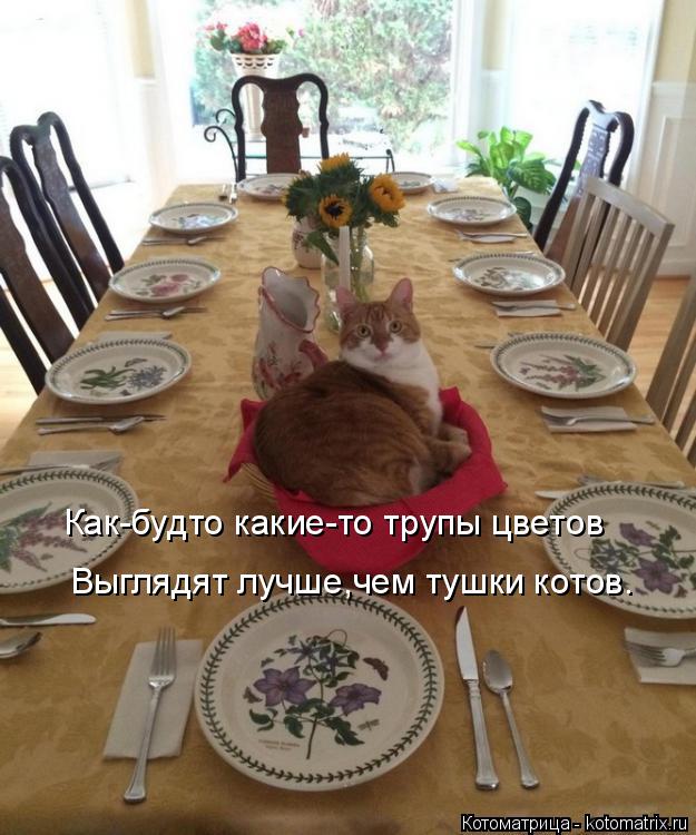Как-будто какие-то трупы цветов Выглядят лучше,чем тушки котов.... Котоматрица: Как-будто какие-то трупы цветов Выглядят лучше,чем тушки котов.