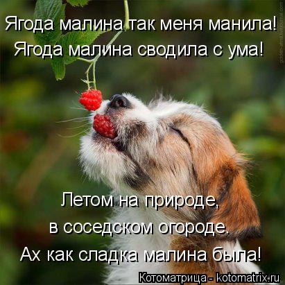 Котоматрица: Ягода малина так меня манила! Ягода малина сводила с ума! Ах как сладка малина была! Летом на природе,  в соседском огороде.