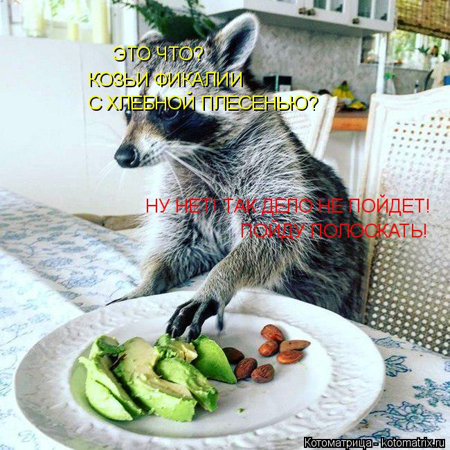 Котоматрица: ЭТО ЧТО? КОЗЬИ ФИКАЛИИ С ХЛЕБНОЙ ПЛЕСЕНЬЮ? НУ НЕТ! ТАК ДЕЛО НЕ ПОЙДЕТ! ПОЙДУ ПОЛОСКАТЬ!
