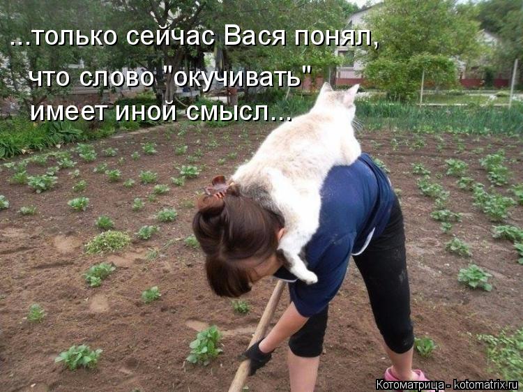 ...только сейчас Вася понял, что слово "окучивать" имеет иной смысл...... Котоматрица: ...только сейчас Вася понял, что слово "окучивать" имеет иной смысл...