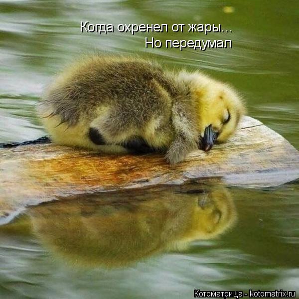 Котоматрица: Когда охренел от жары... Но передумал