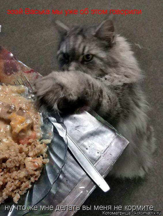 Котоматрица: эээй Васька мы уже об этом говорили ну что же мне делать вы меня не кормите