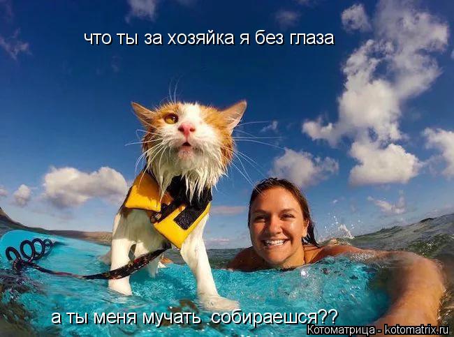Котоматрица: что ты за хозяйка я без глаза а ты меня мучать  собираешся??