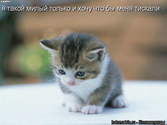 Котоматрица: я такой милый только и хочу что бы меня тискали