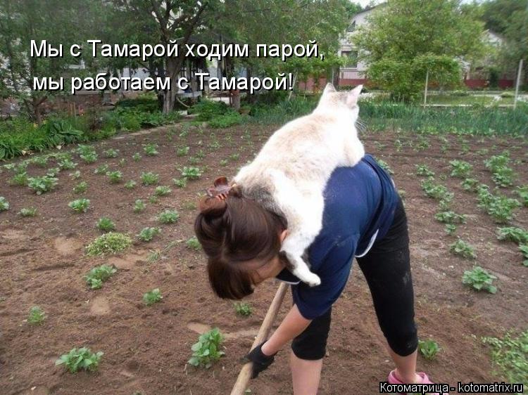 Котоматрица: Мы с Тамарой ходим парой,  мы работаем с Тамарой!