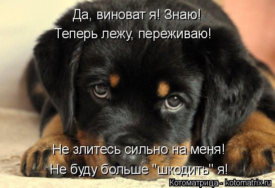 Котоматрица: Да, виноват я! Знаю! Теперь лежу, переживаю! Не буду больше "шкодить" я! Не злитесь сильно на меня!