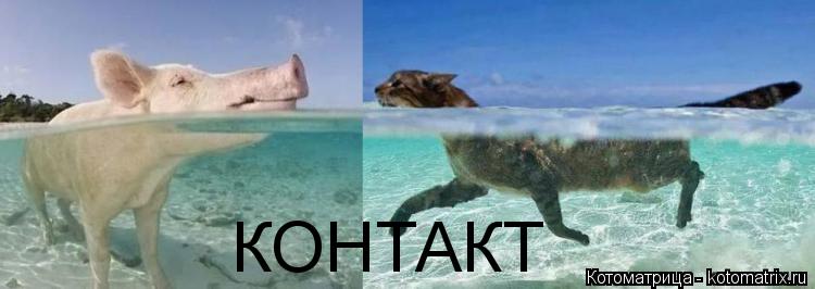 Котоматрица: КОНТАКТ