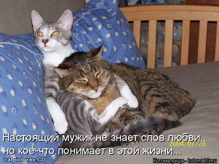 Котоматрица: Настоящий мужик не знает слов любви, но кое-что понимает в этой жизни...