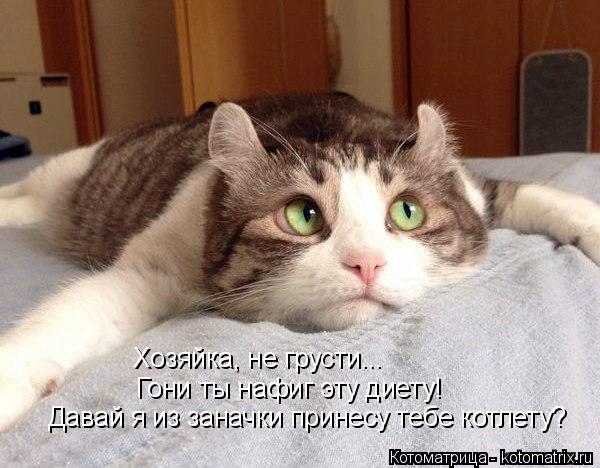Котоматрица: Давай я из заначки принесу тебе котлету? Хозяйка, не грусти... Гони ты нафиг эту диету!
