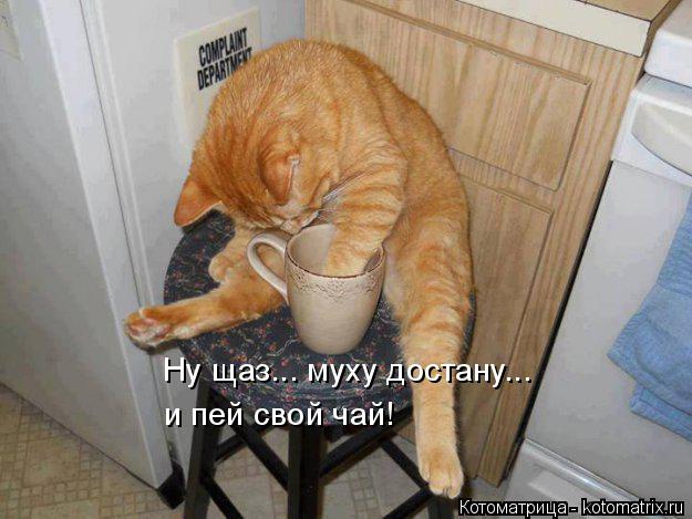 Котоматрица: Ну щаз... муху достану... и пей свой чай!