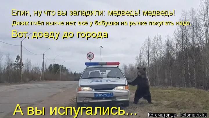 Котоматрица: Блин, ну что вы заладили: медведь! медведь! Диких пчёл нынче нет, всё у бабушки на рынке покупать надо, Вот, доеду до города А вы испугались...