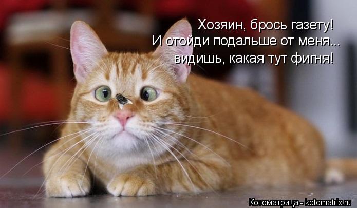 Котоматрица: Хозяин, брось газету! И отойди подальше от меня... видишь, какая тут фигня!
