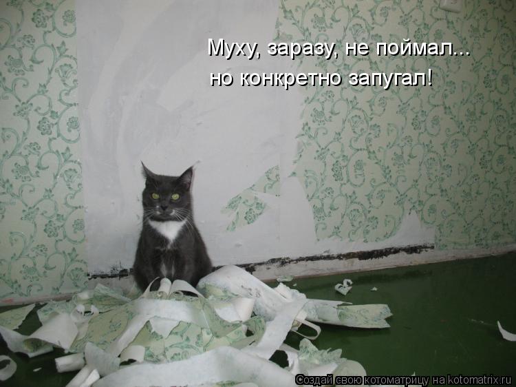 Котоматрица: Муху, заразу, не поймал... но конкретно запугал!