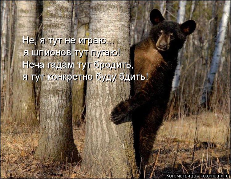 Котоматрица: Не, я тут не играю... я шпионов тут пугаю! Неча гадам тут бродить, я тут конкретно буду бдить!