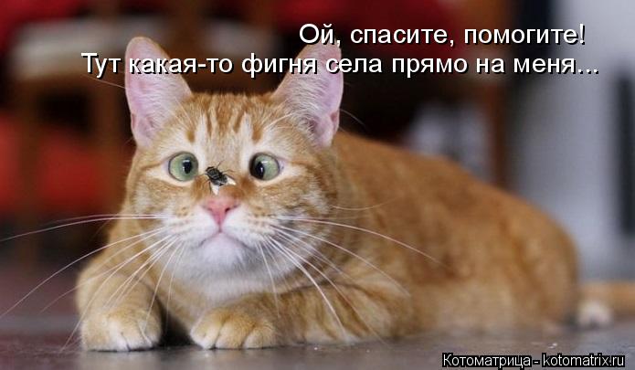 Котоматрица: Ой, спасите, помогите! Тут какая-то фигня села прямо на меня...