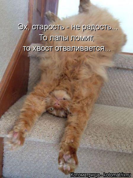 Котоматрица: Эх, старость - не радость...  То лапы ломит,  то хвост отваливается...