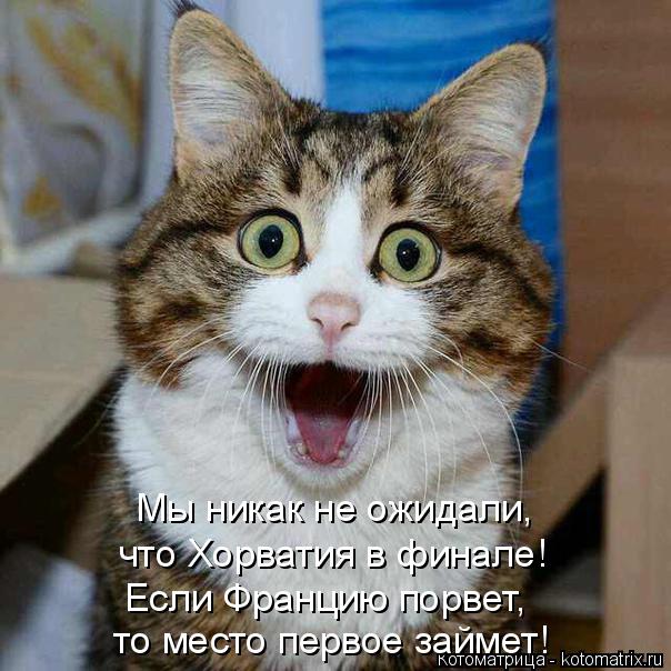 Котоматрица: Мы никак не ожидали, что Хорватия в финале! Если Францию порвет, то место первое займет!