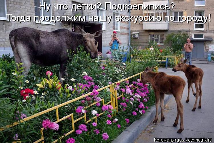 Котоматрица: Ну что детки? Подкрепились? Тогда продолжим нашу экскурсию по городу!