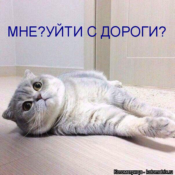 Котоматрица: МНЕ?УЙТИ С ДОРОГИ?