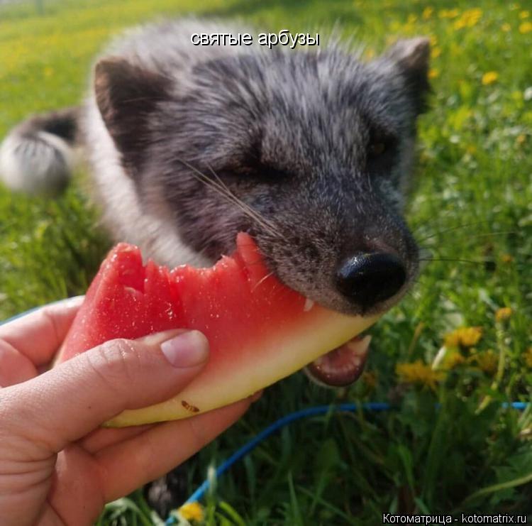 Котоматрица: святые арбузы