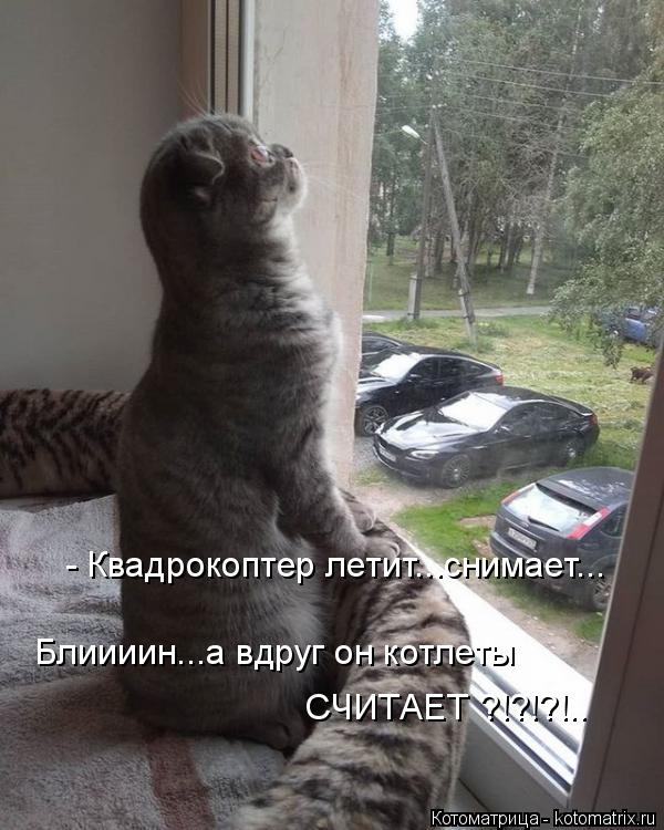 Котоматрица: Блиииин...а вдруг он котлеты СЧИТАЕТ ?!?!?!.. - Квадрокоптер летит...снимает...