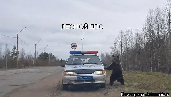 Котоматрица: ЛЕСНОЙ ДПС ЛЕСНОЙ ДПС