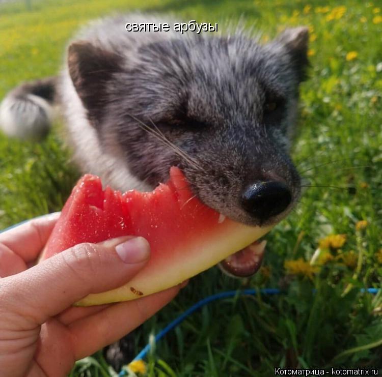Котоматрица: святые арбузы