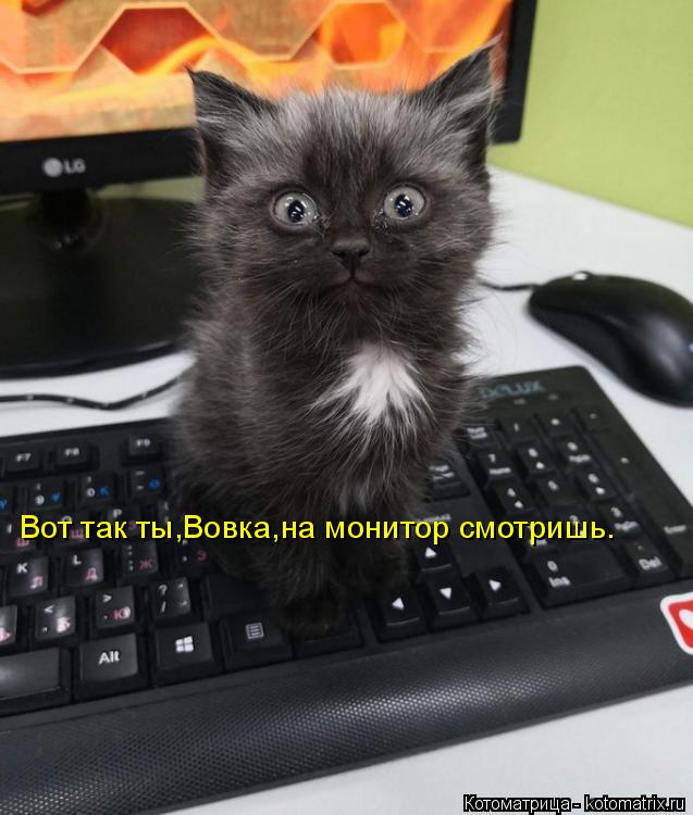 Вот так ты,Вовка,на монитор смотришь.... Котоматрица: Вот так ты,Вовка,на монитор смотришь.