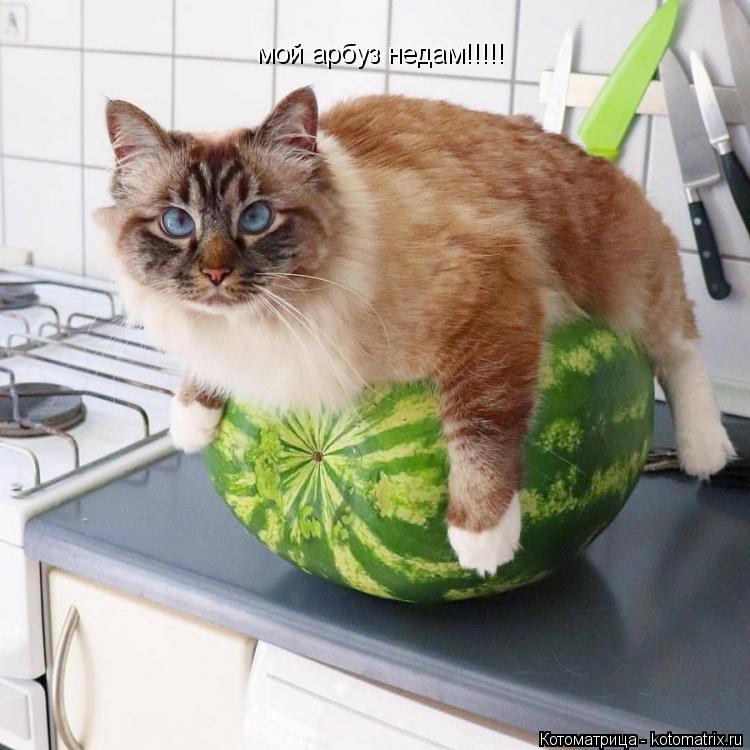 мой арбуз недам!!!!!... Котоматрица: мой арбуз недам!!!!!