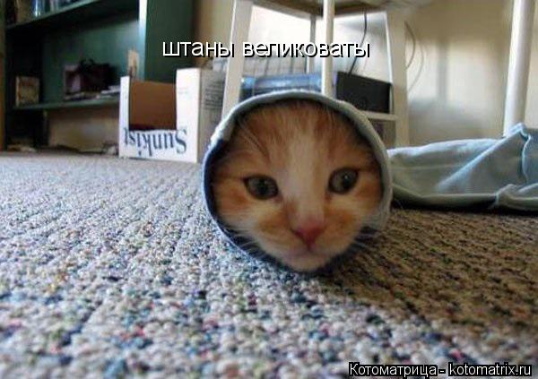 штаны великоваты... Котоматрица: штаны великоваты