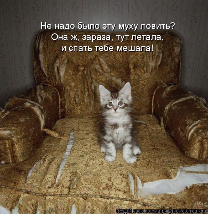 Не надо было эту муху ловить? Она ж, зараза, тут летала, и спать тебе мешала!... Котоматрица: Не надо было эту муху ловить? Она ж, зараза, тут летала, и спать тебе мешала!