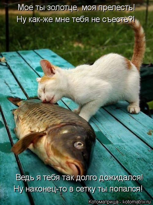 Мое ты золотце, моя прелесть! Ну как-же мне тебя не съесть?! Ведь я тебя так долго дожидался! Ну нако... Котоматрица: Мое ты золотце, моя прелесть! Ну как-же мне тебя не съесть?! Ведь я тебя так долго дожидался! Ну наконец-то в сетку ты попался!