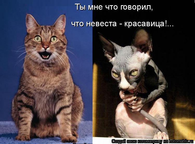Ты мне что говорил, что невеста - красавица!...... Котоматрица: Ты мне что говорил, что невеста - красавица!...