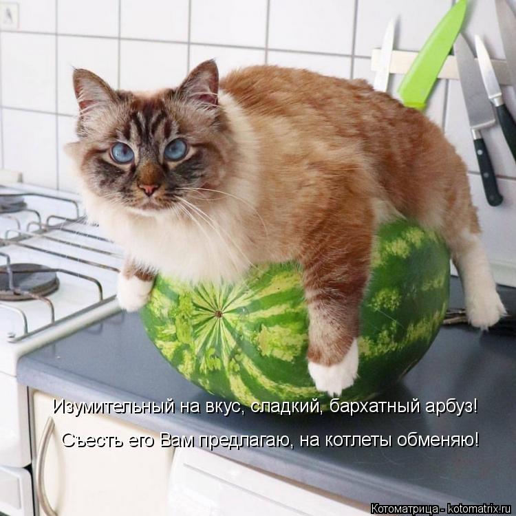 Изумительный на вкус, сладкий, бархатный арбуз! Съесть его Вам предлагаю, на котлеты обменяю!... Котоматрица: Изумительный на вкус, сладкий, бархатный арбуз! Съесть его Вам предлагаю, на котлеты обменяю!