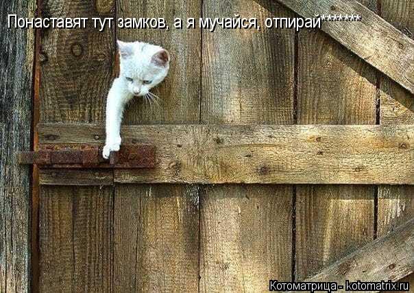 Понаставят тут замков, а я мучайся, отпирай*******... Котоматрица: Понаставят тут замков, а я мучайся, отпирай*******